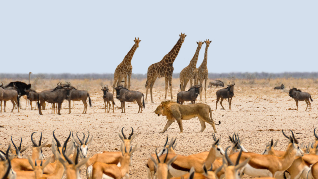 Löwe spaziert zwischen verschiedenen Beutetieren, Namibia.