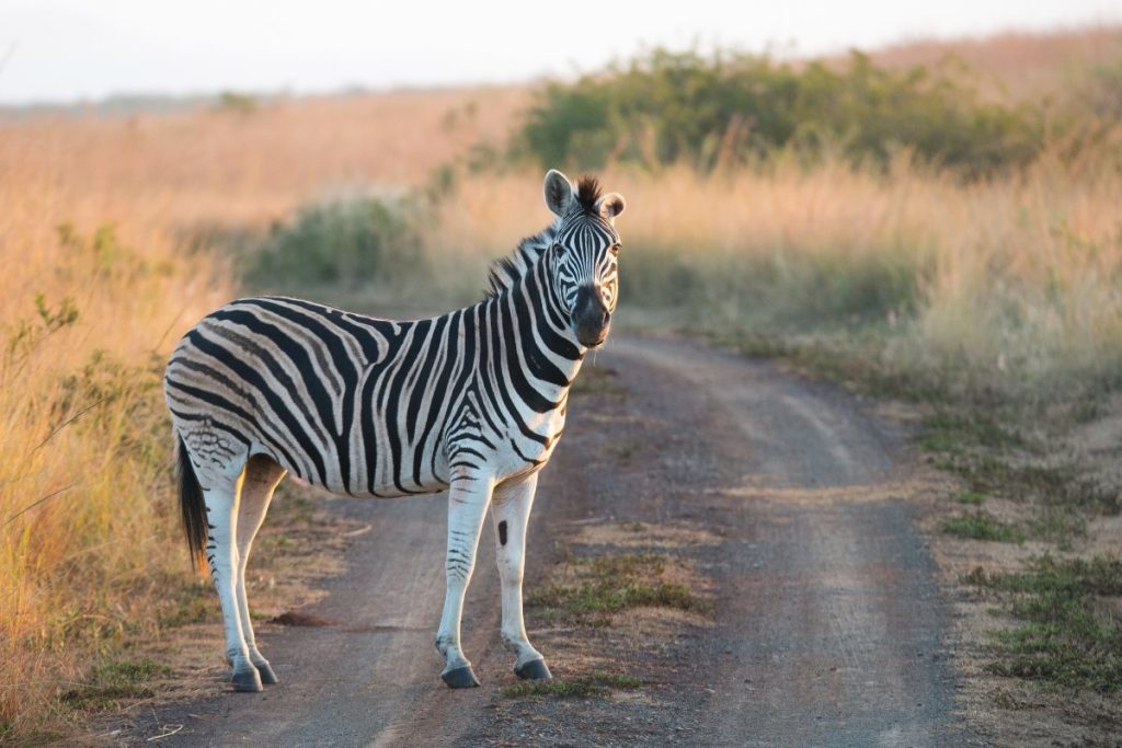 A zebra crosses the road in Ithala Game Reserve.