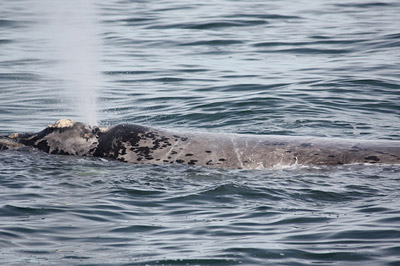 Whale Festival